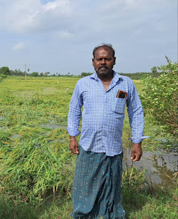 నేలమట్టమైన వరి పంట....లబోదిబో మంటున్న రైతు