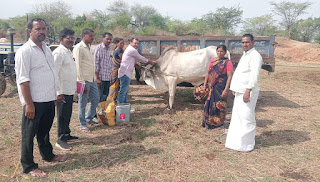 లంపి వైరస్ నివారణకు పశువులకు ఉచిత టీకాలు.